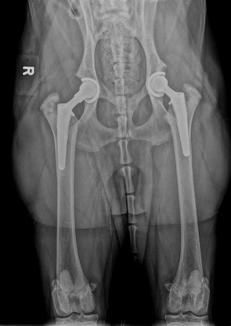 how old is too old for dog hip replacement