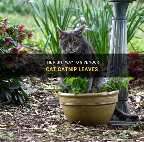 how old till i can give my cat catnip
