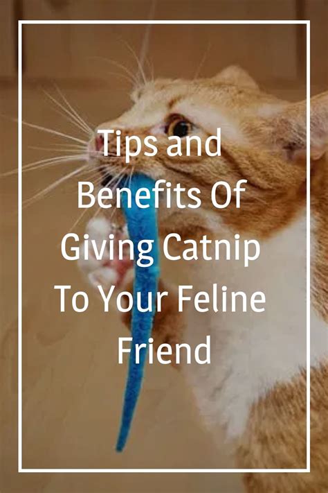 how old until you can give a cat catnip