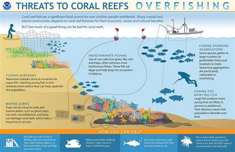 how overfishing affects the environment