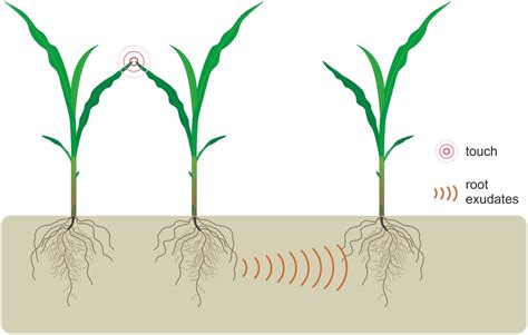 The Secret Language: How Plants Communicate Underground