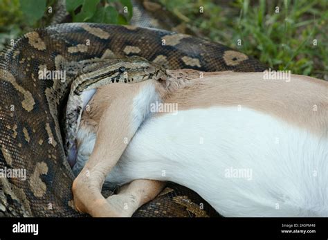 How Python Eat Their Prey