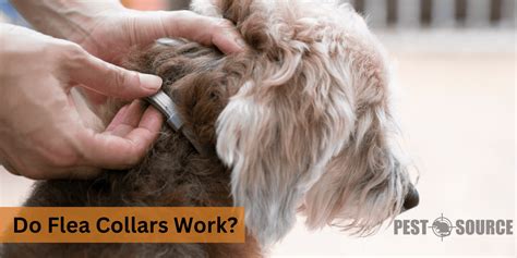 How Quickly Do Flea Collars Work
