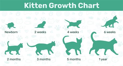 How Quickly Do Kittens Grow