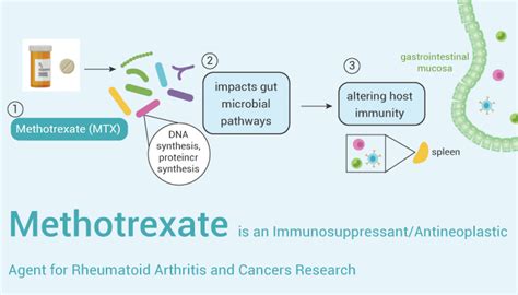 how quickly does methotrexate work for ra