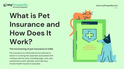 How Quickly Does Pet Insurance Work