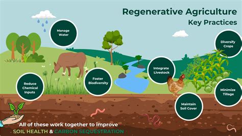 How Regenerative Farming Works