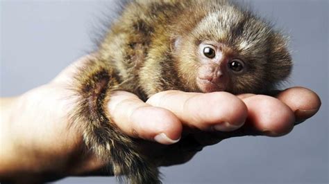 how small is the smallest monkey