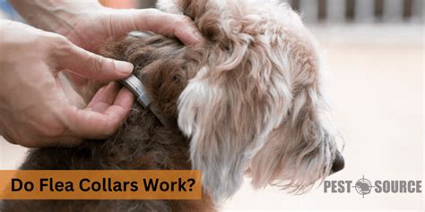 How Soon Do Flea Collars Work