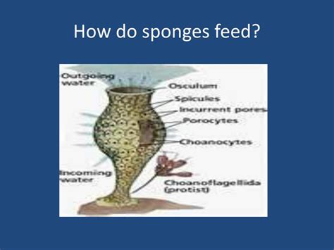 How Sponges Feed