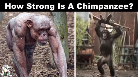 Unveiling theAmazing Strength of Chimpanzees: A Revealing Comparison