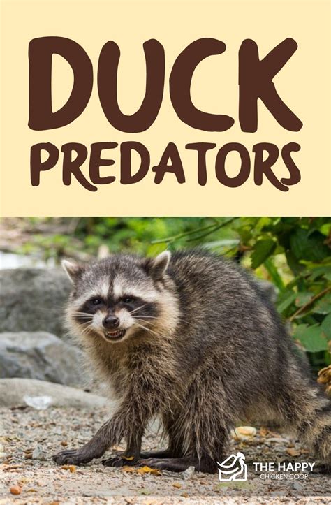 how strong are duck predators