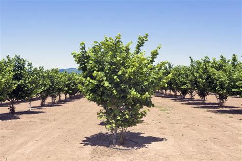 How Tall Are Hazelnut Trees