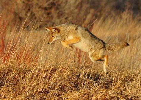 how tall can coyotes jump
