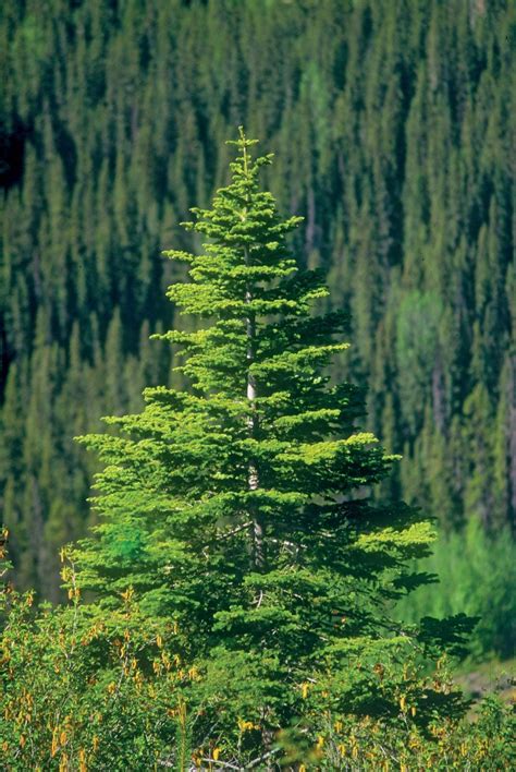 how tall do alberta spruce trees grow