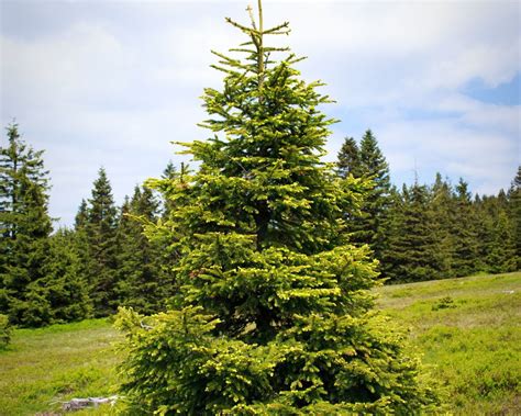 how tall do spruce trees grow