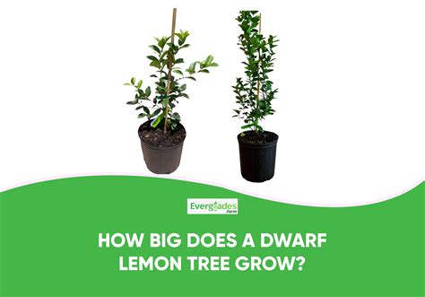 How Tall Does A Dwarf Lemon Tree Get