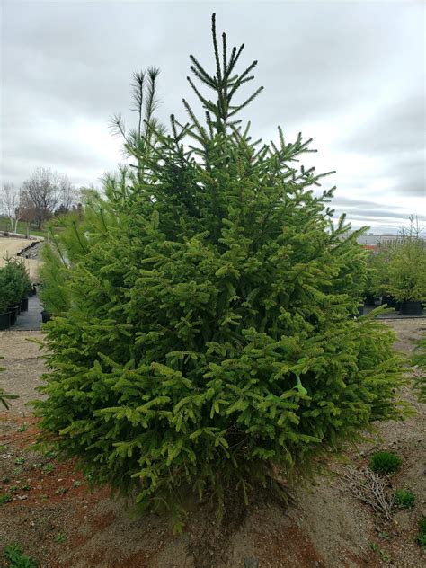 how tall does a norway spruce grow
