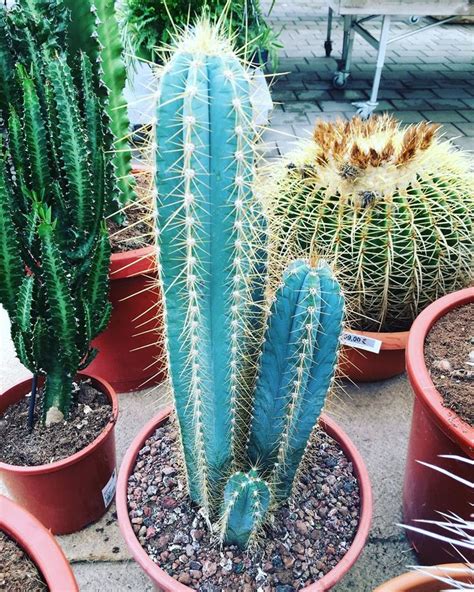 how tall does a torch cactus get