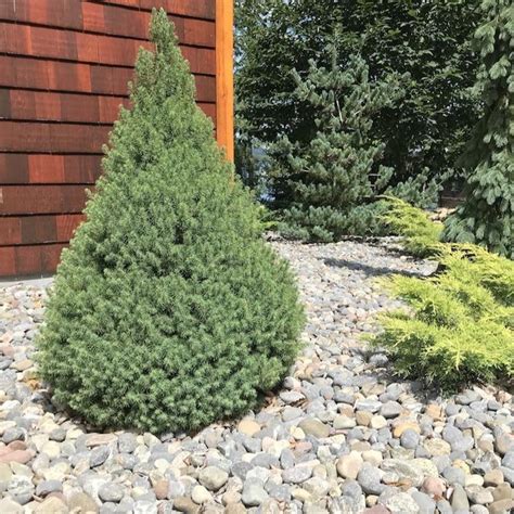 how tall does an alberta spruce grow