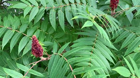 How Tall Does Sumac Get