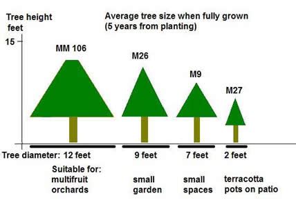 How Tall Is A Average Tree