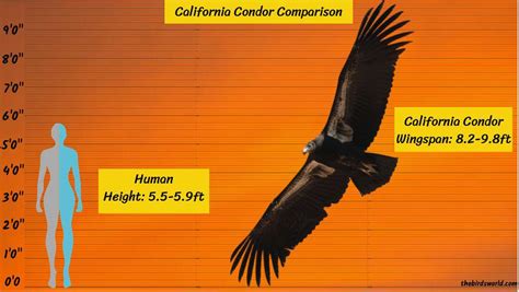 how tall is a california condor