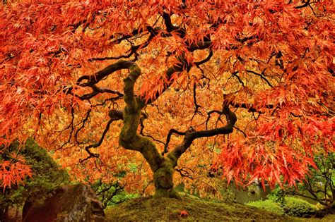 how tall is a japanese maple