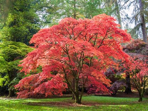 how tall is a japanese maple tree