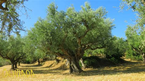 How Tall Is A Olive Tree