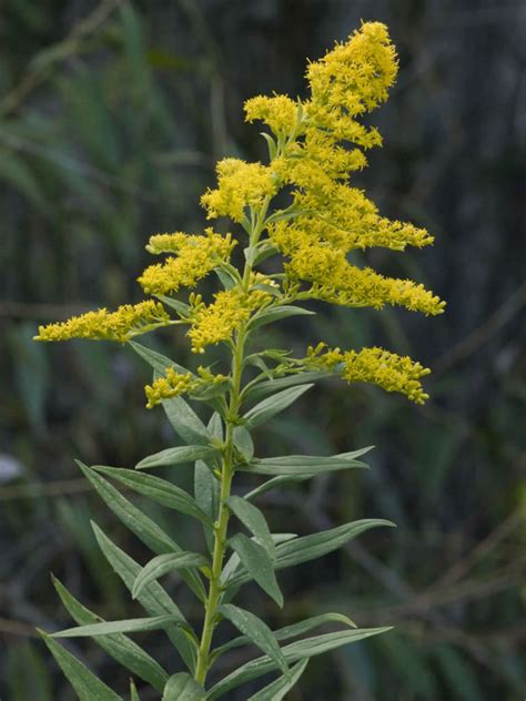 how tall is goldenrod