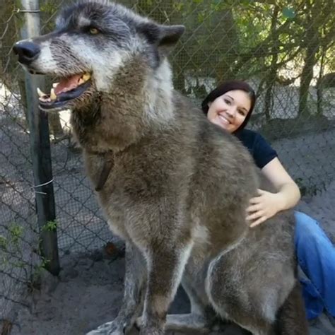 how tall was the biggest wolf ever
