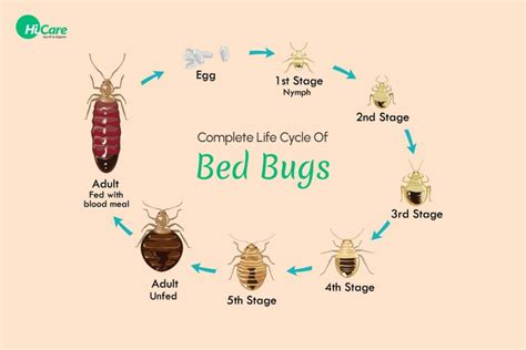 How The Bed Bugs Spread