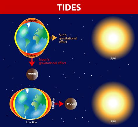 How Tides Occur In 8 Easy Steps (Hard Science Simplified)