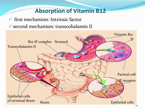 How To Absorb Vitamin B Complex
