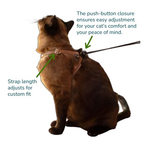 How To Adjust A Cat To A Harness
