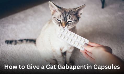 How To Administer Gabapentin To A Cat