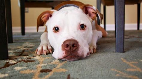 how to adopt a dog in san diego