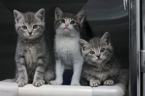 How To Adopt A Kitten From Spca