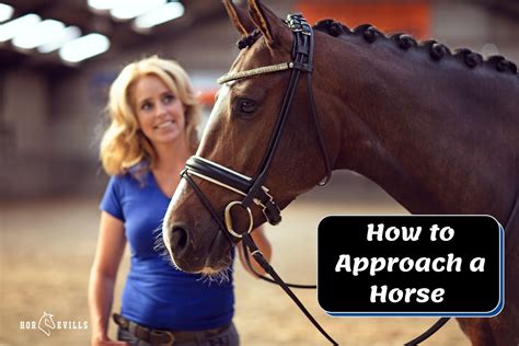 how to approach horses