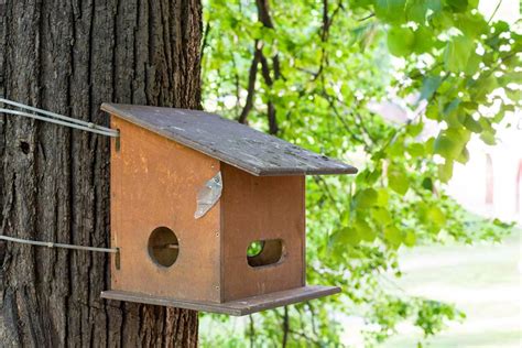 How To Attach A Bird Box To A Tree