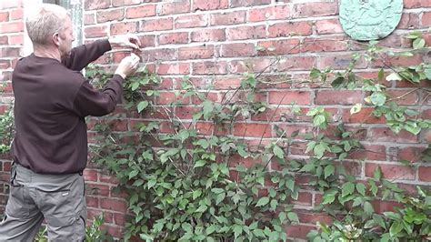 How To Attach Clematis To Wall