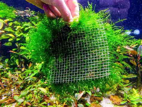 How To Attach Java Moss
