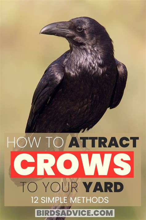 How To Attract And Train Crows