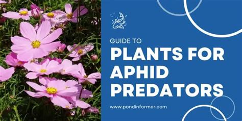 How To Attract Aphid Predators