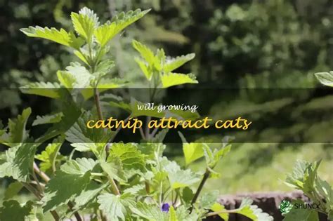 How To Attract Cats With Catnip