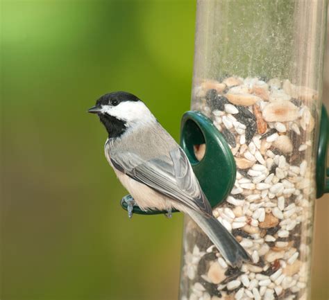 how to attract chickadees to bird house