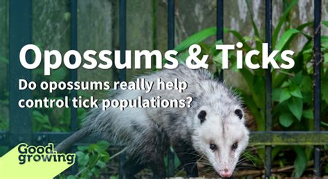 how to attract opossums to your yard