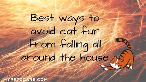 How To Avoid Cat Fur