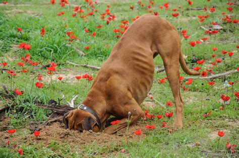 How To Avoid Dog Digging